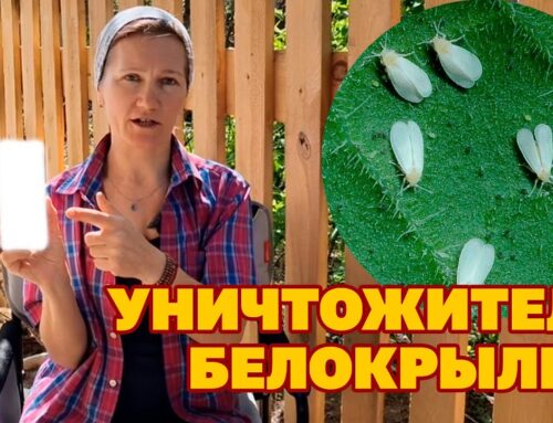Обработка комнатных растений от белокрылки – эффективные методы дома