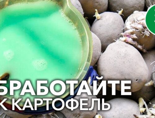 Эффективные методы обработки семенного картофеля перед посадкой от болезней и вредителей