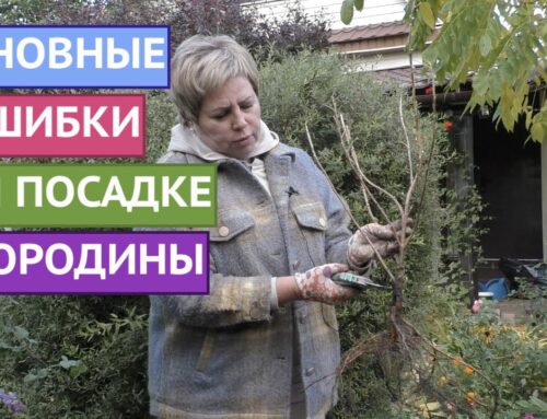 Секреты успешной посадки смородины